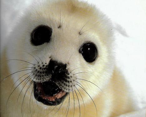 Seal Pup