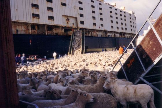 tiertransporte schafen im Schiff