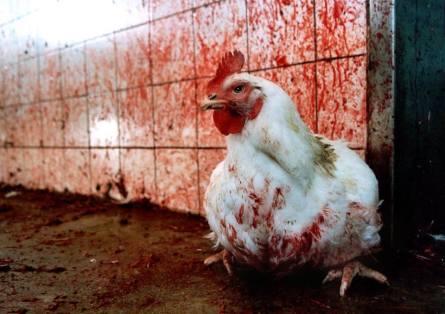 Huhn an blutiger Wandjpg