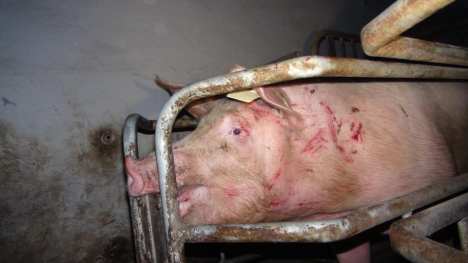 Schwein in engem Kasten jpg
