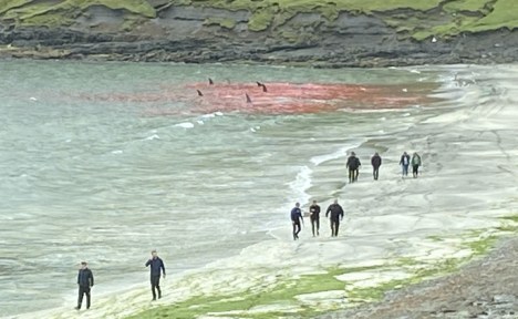 walen Massaker Islandpg